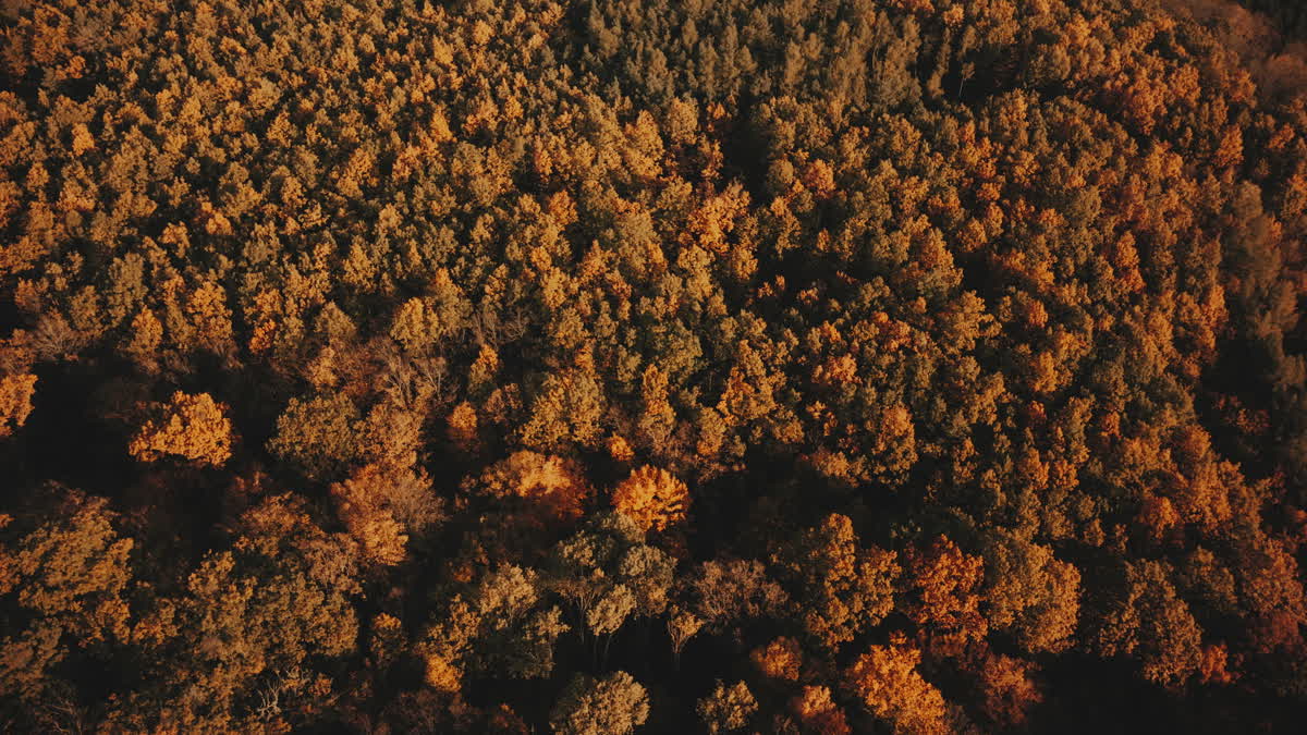 Autumn Foliage 7