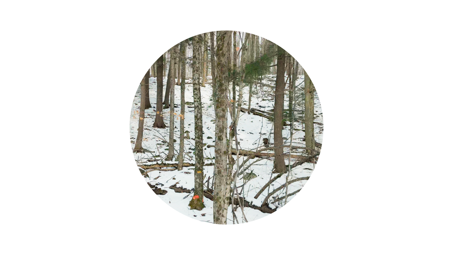 Winter Woods Circle 02