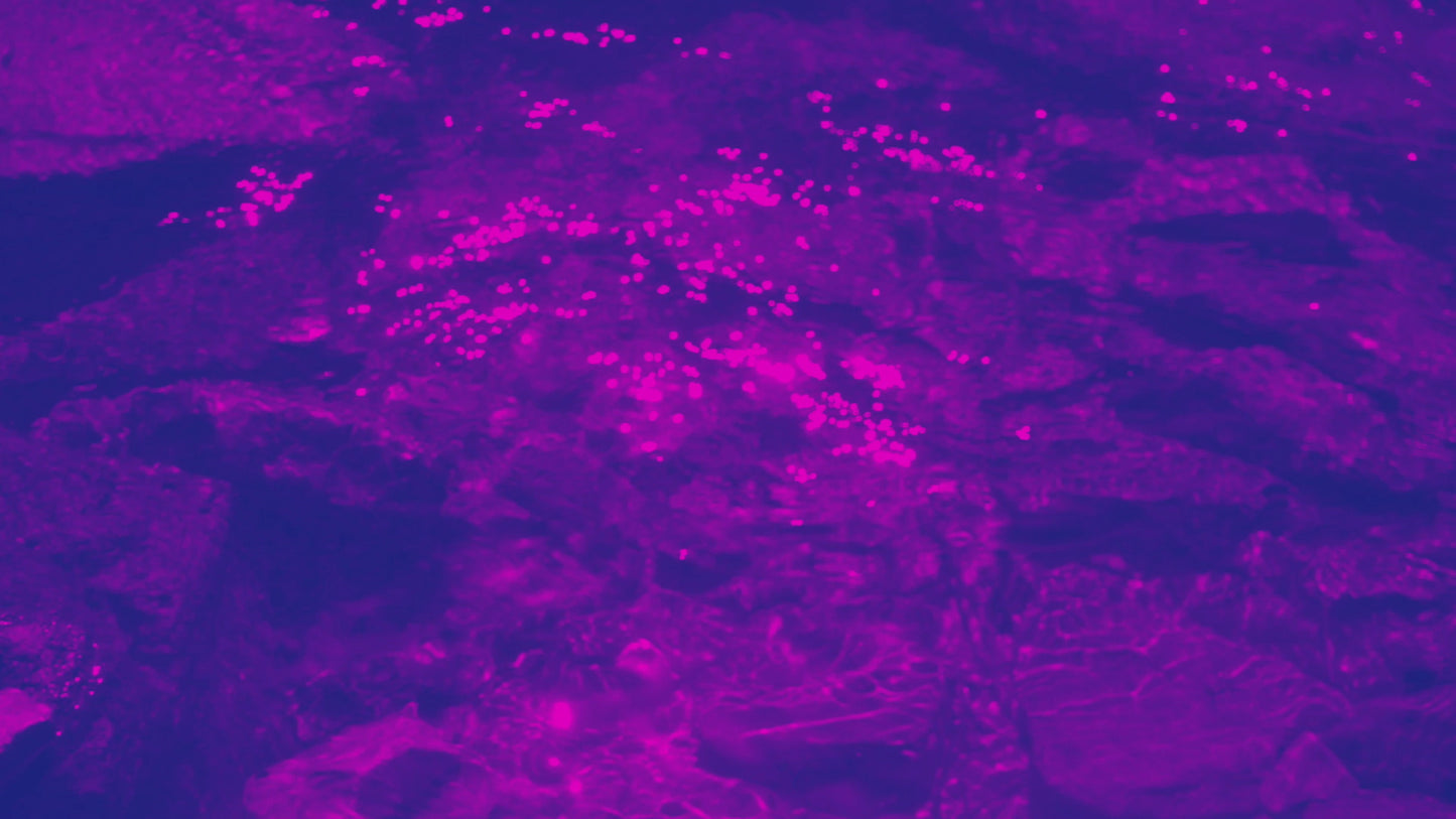 Neon Streams 01 Still