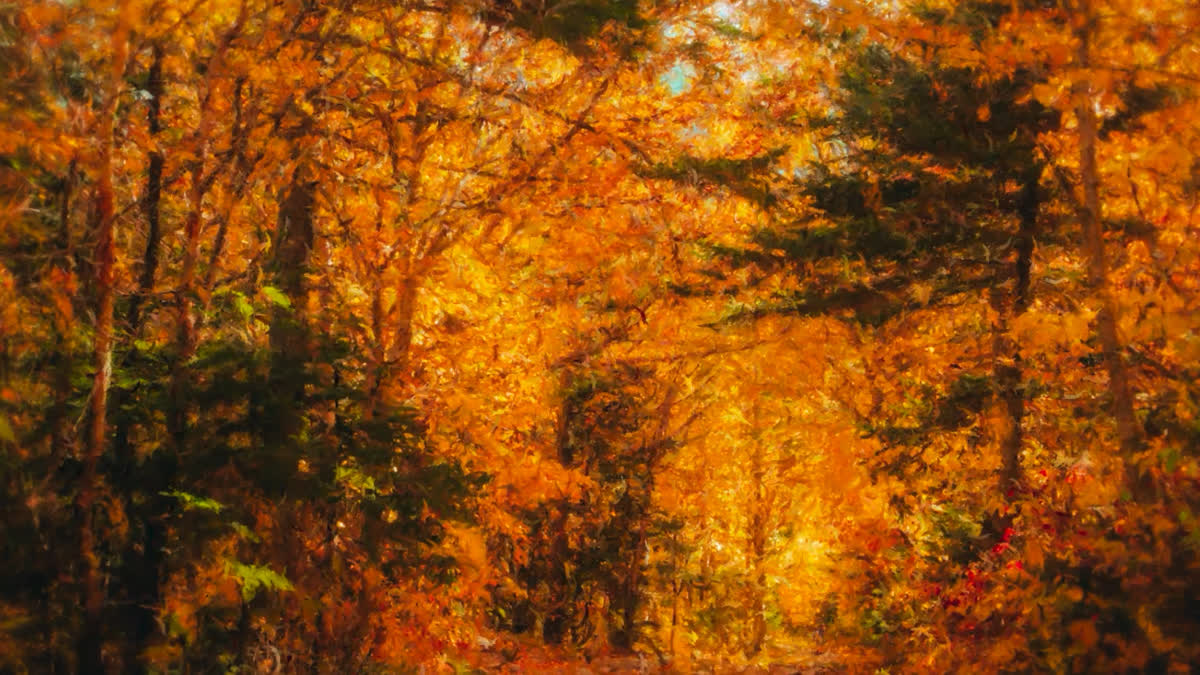 Autumn Vibes 1