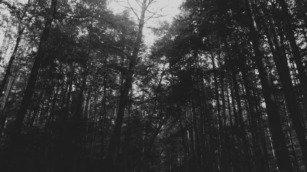 The Forest 9 BW