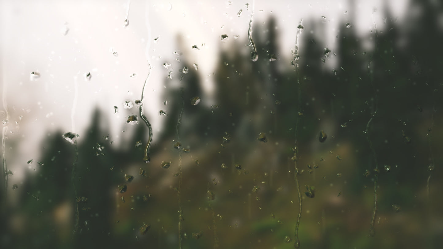 Rainy Day Forest