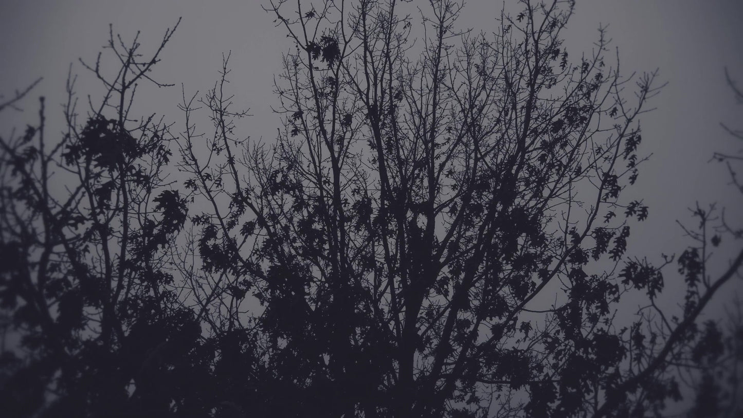 Bleak Beauty Tree