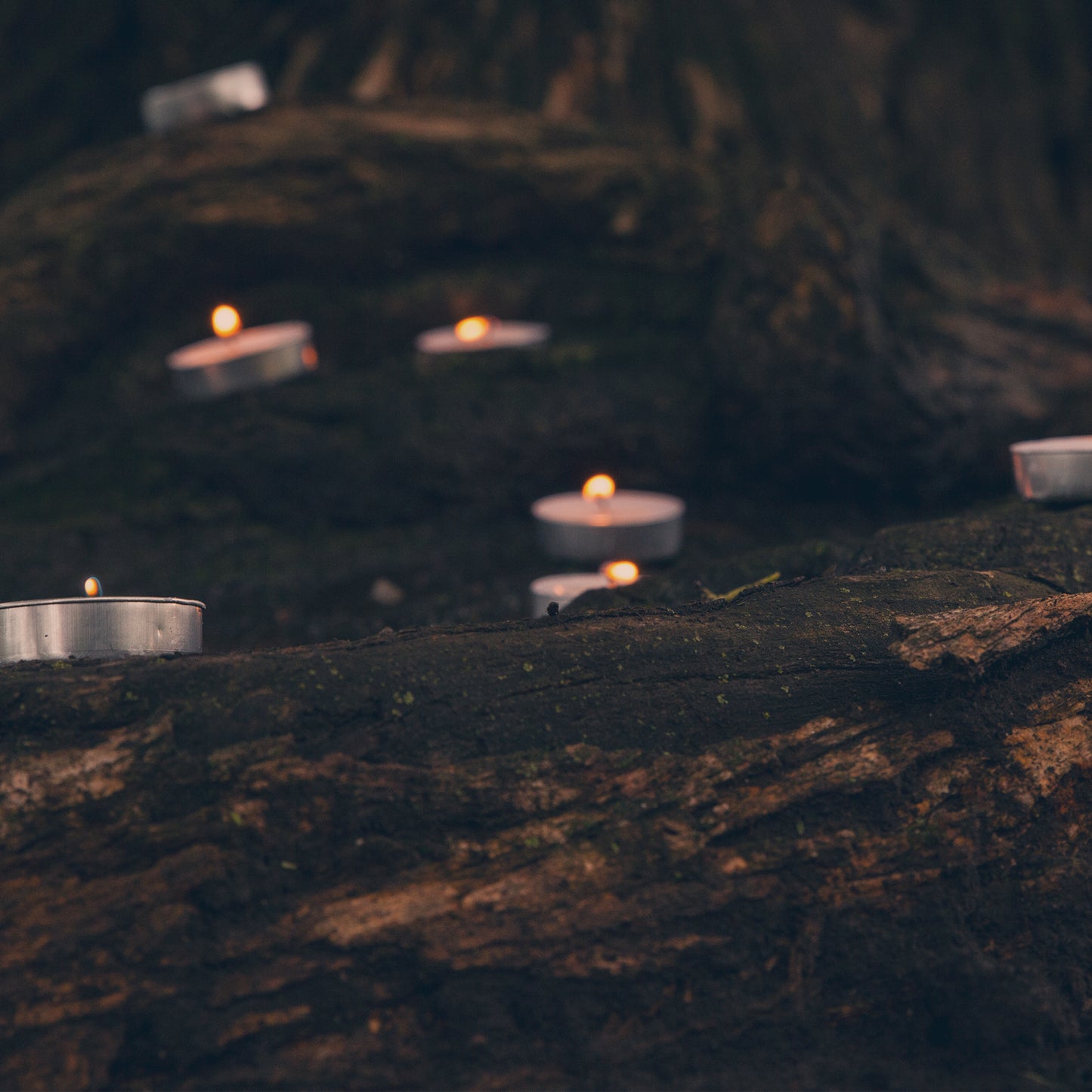 Willow Lights