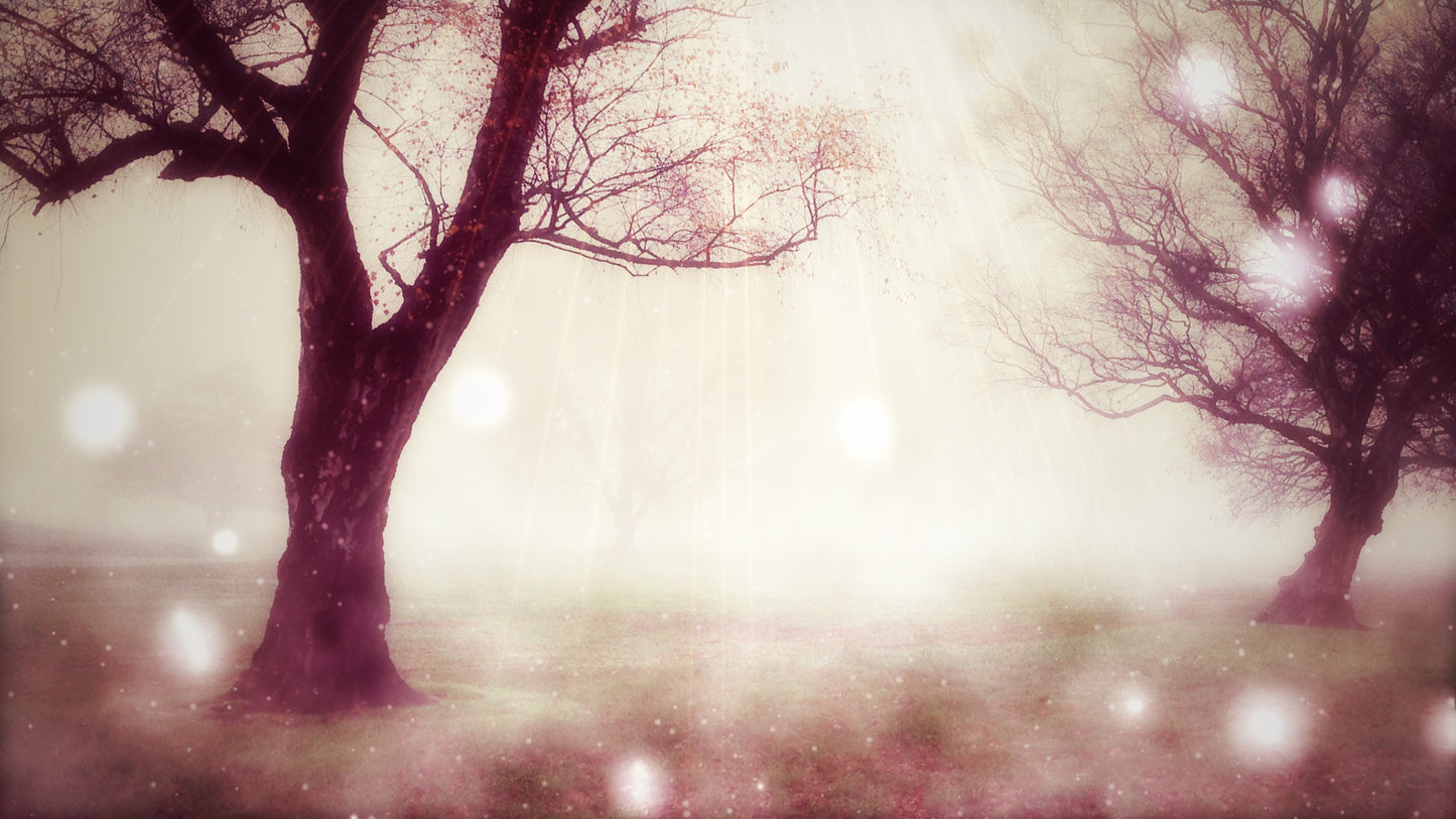 Silent Forest Haze