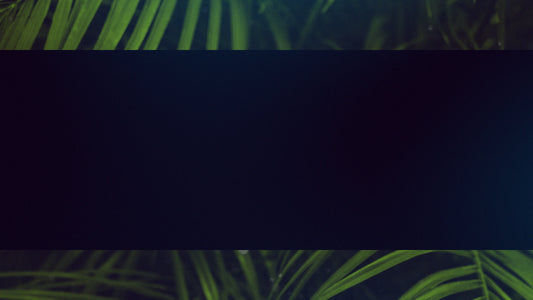 Palm Sunday Streaming 08 Still