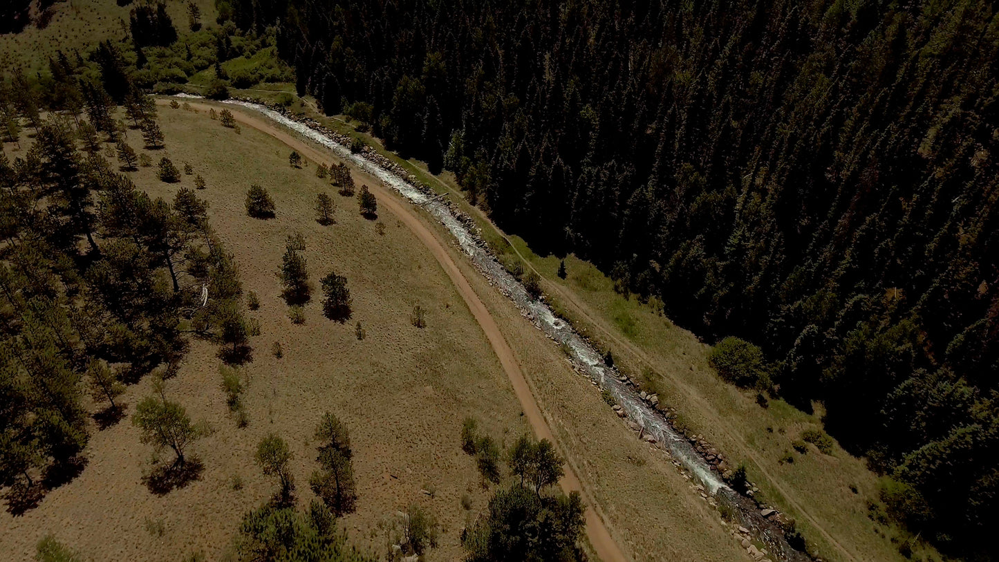 Aerial Forest