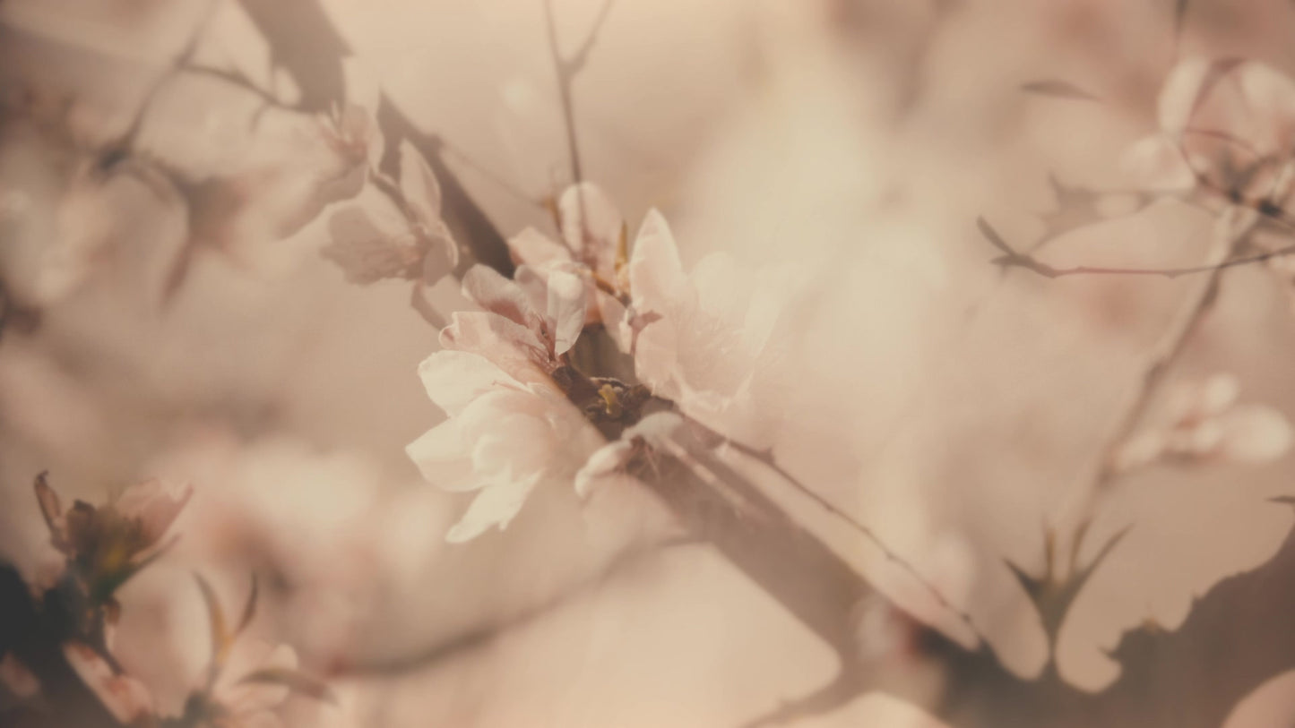 Muted Spring Blush