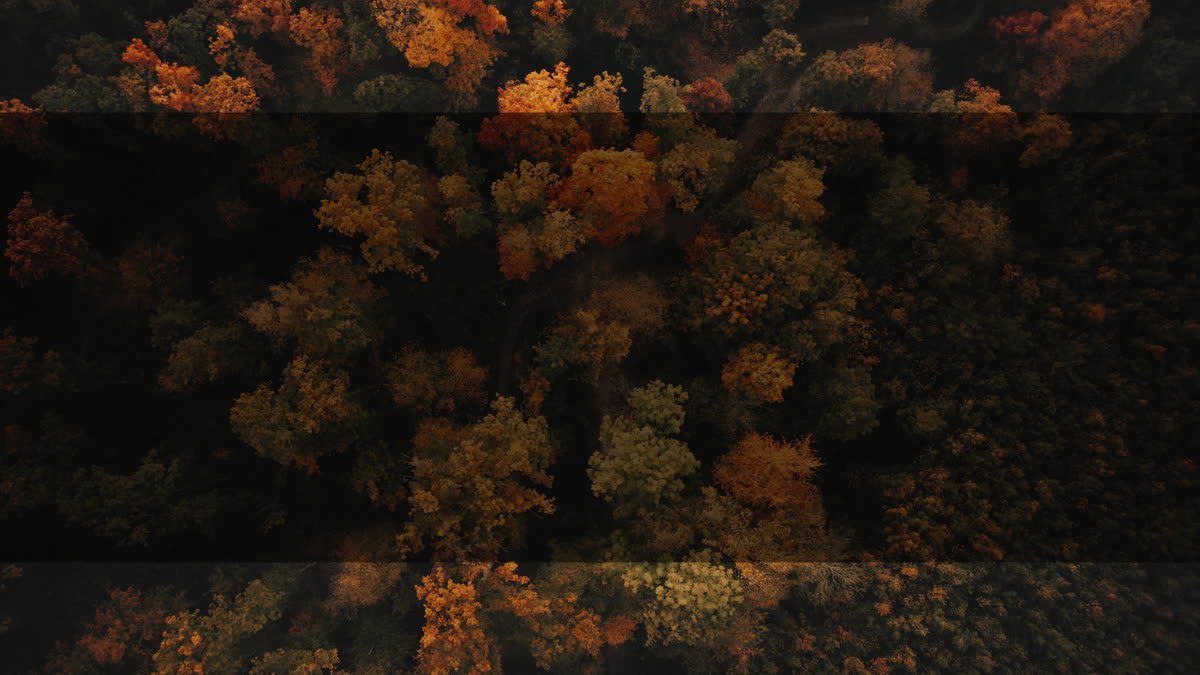 Autumn Foliage 3 Alt
