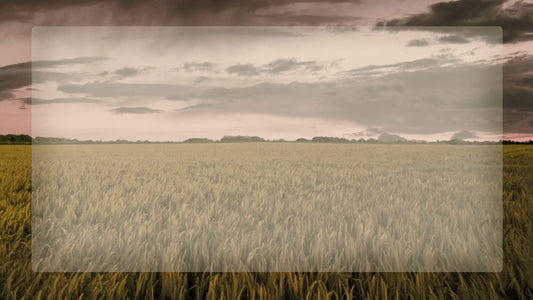 Thanksgiving Illustration - Wheatfield