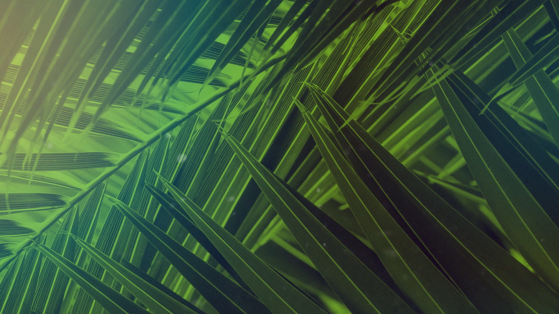 Palm Sunday Streaming Motion | Shift Worship