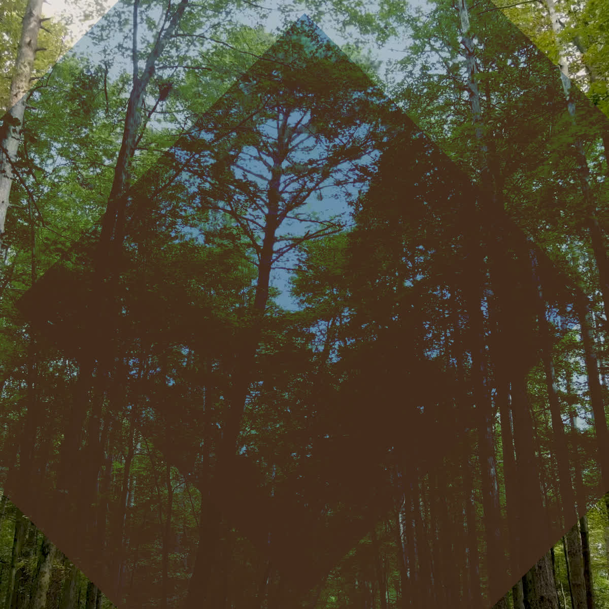 The Forest Grow in Grace Scripture Blank