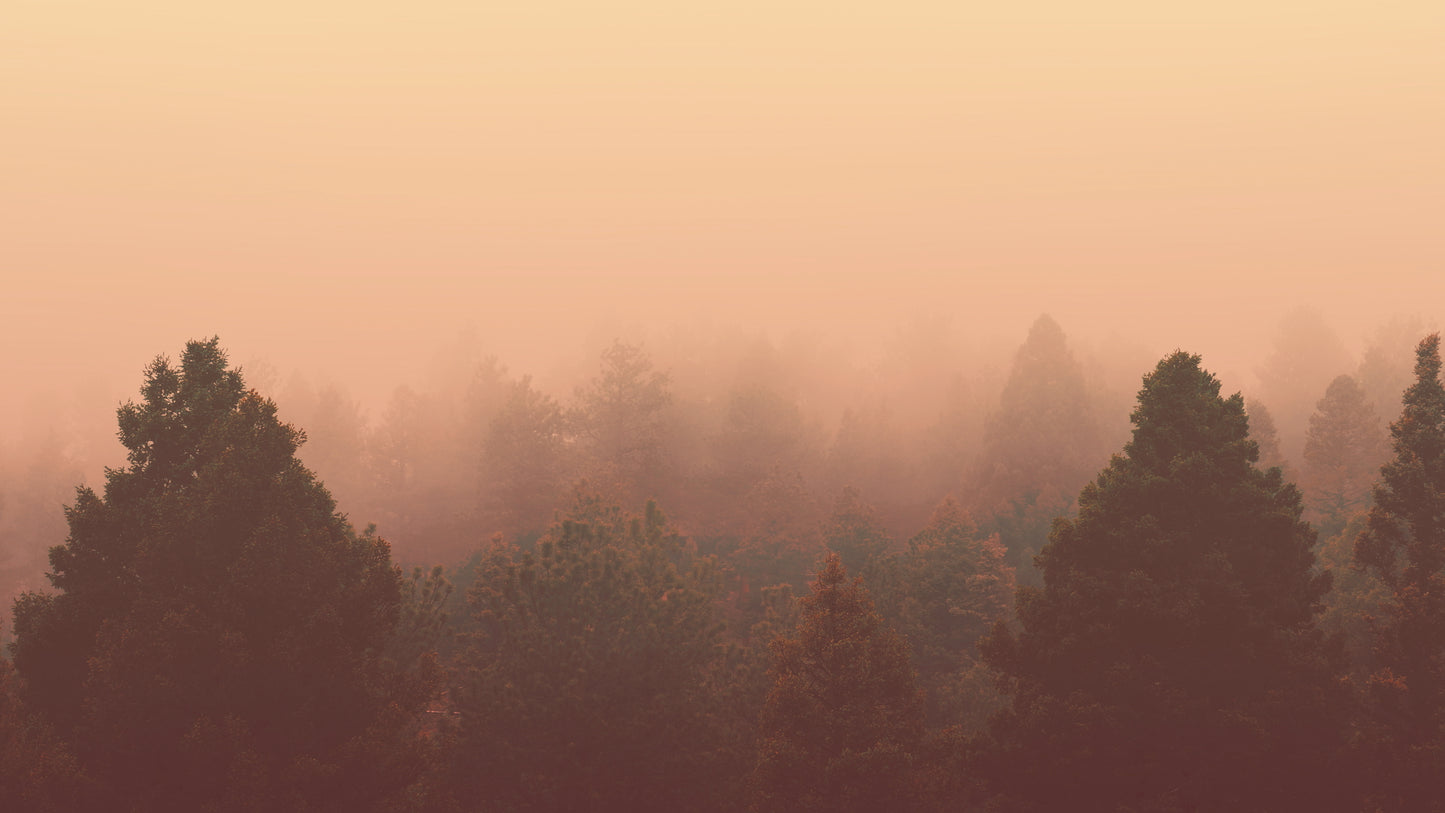 Misty Forest Hazy