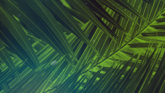 Palm Sunday Streaming 02 Still