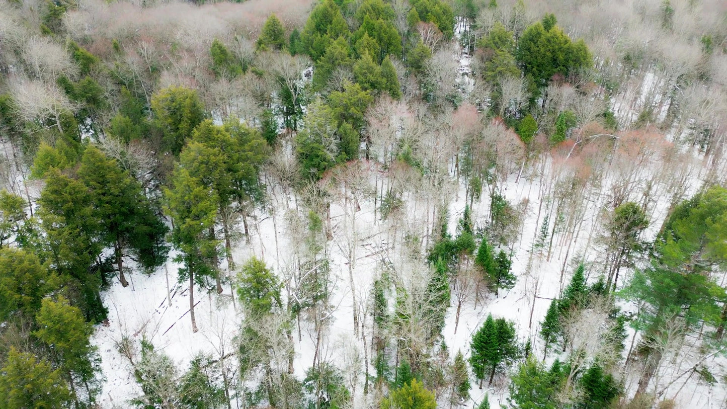 Winter Woods 04