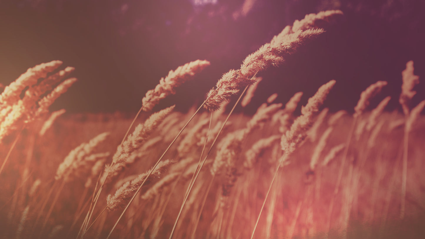 Harvest Gold Wheat 2