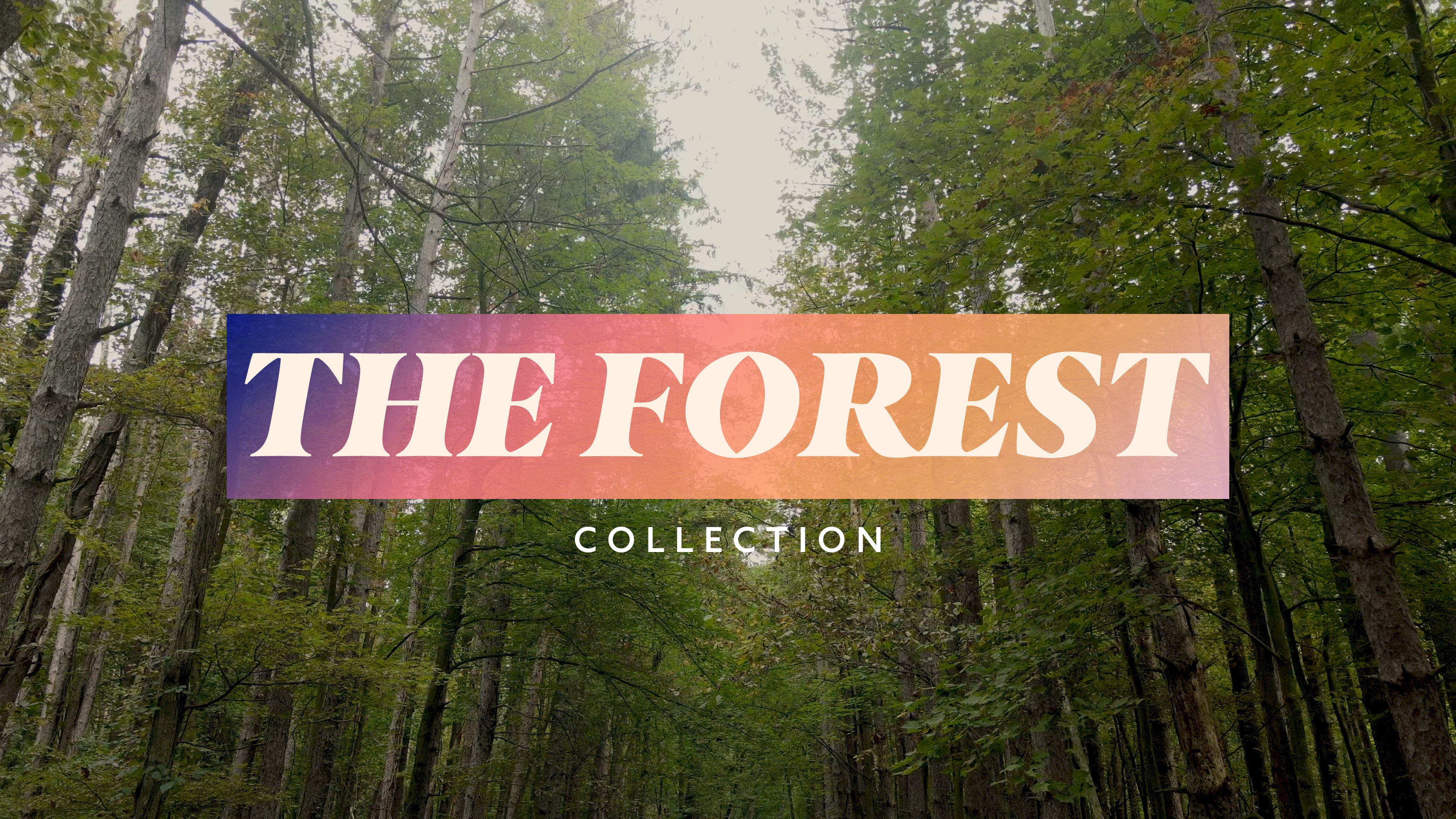 The Forest Welcome | Still | Shift Worship