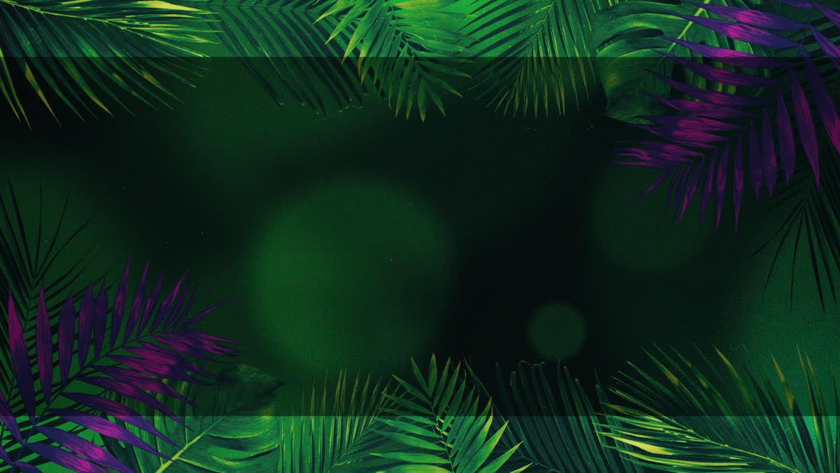 Vibrant Palms 6 Alt