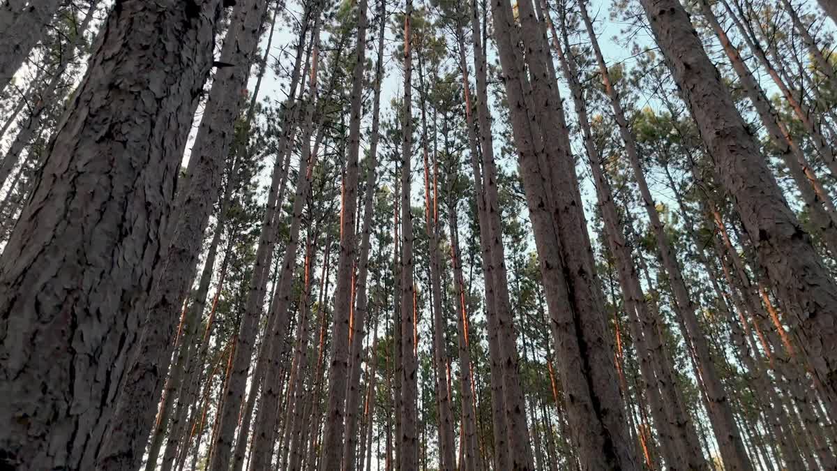 The Forest 5