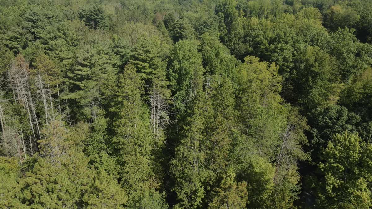 The Forest 11