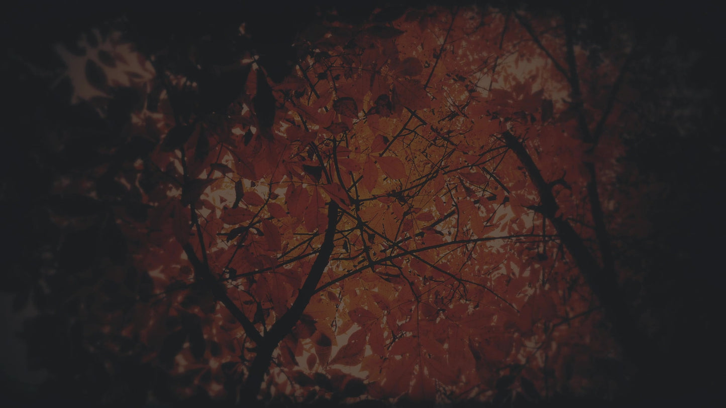 Autumn Fire Ablaze Subdued
