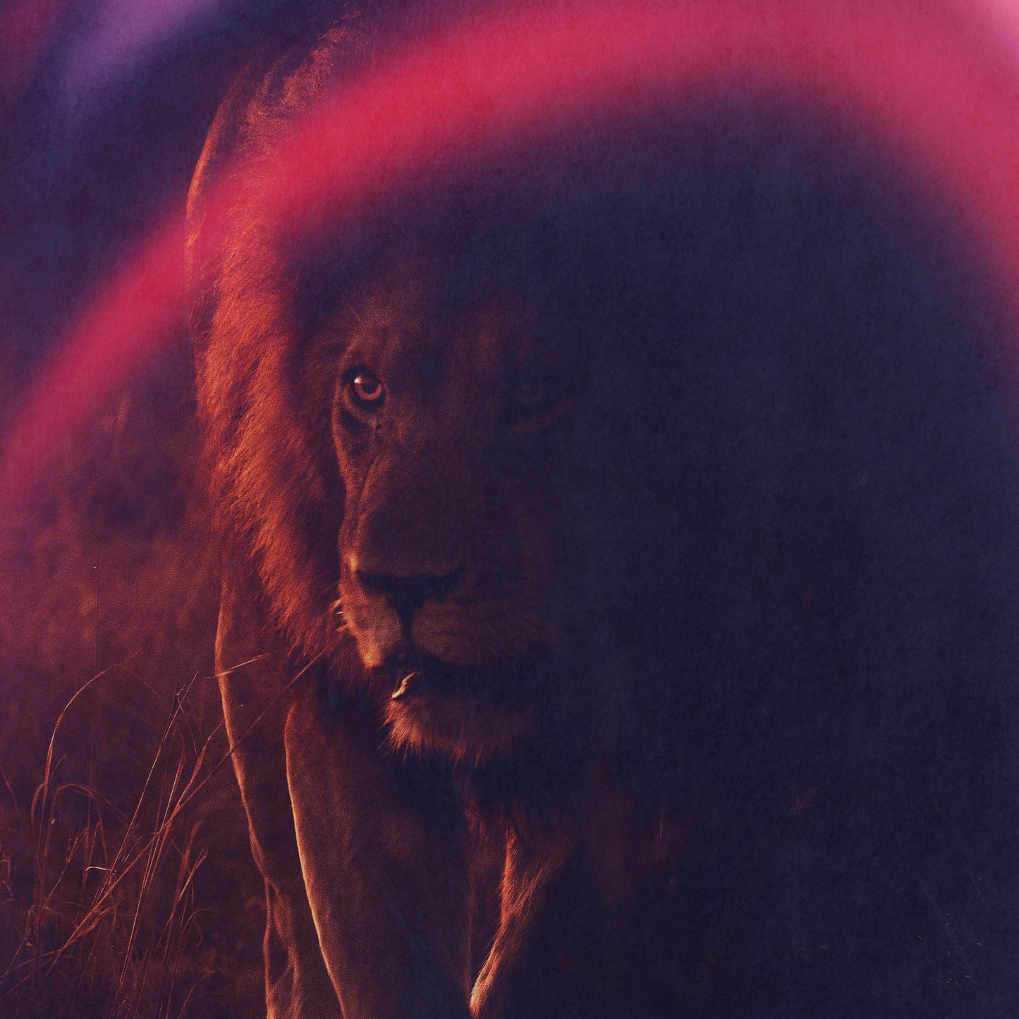 Lion Of Judah