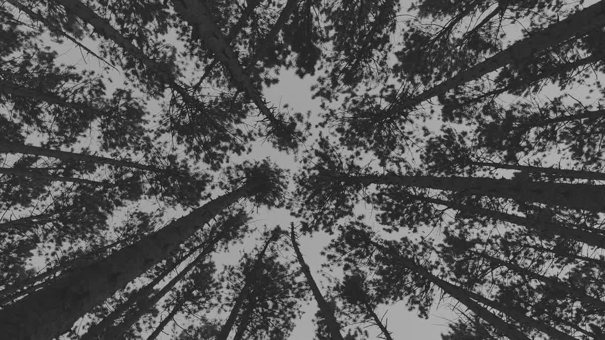 The Forest 3 BW