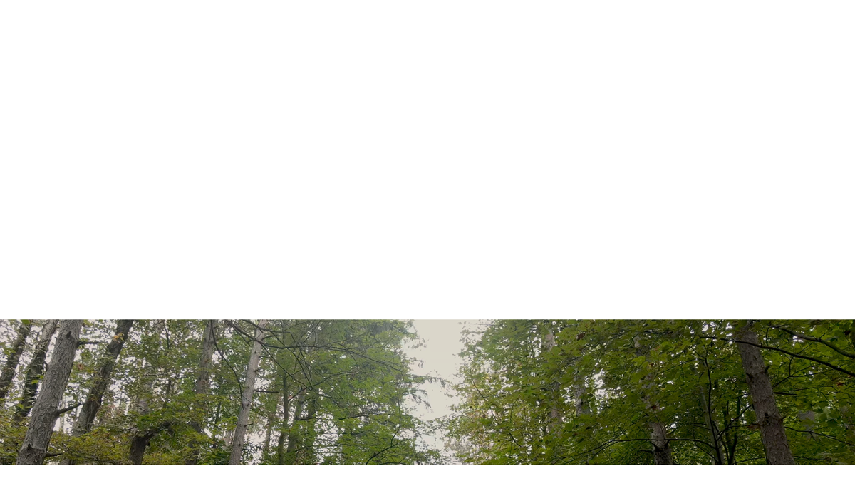 The Forest Lower Third 8 Transparency