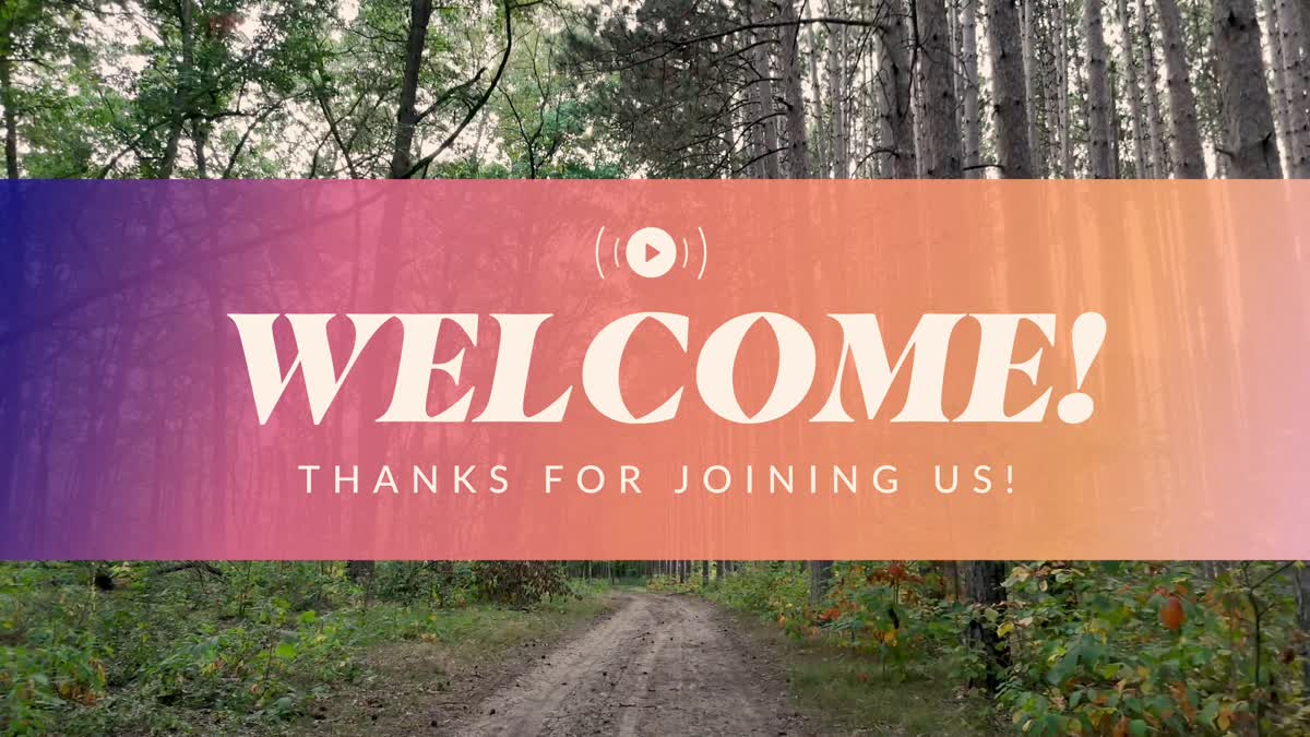 The Forest Welcome Stream