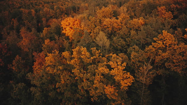 Autumn Foliage 4
