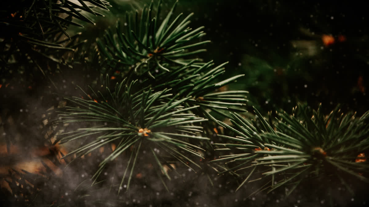 Evergreen 5
