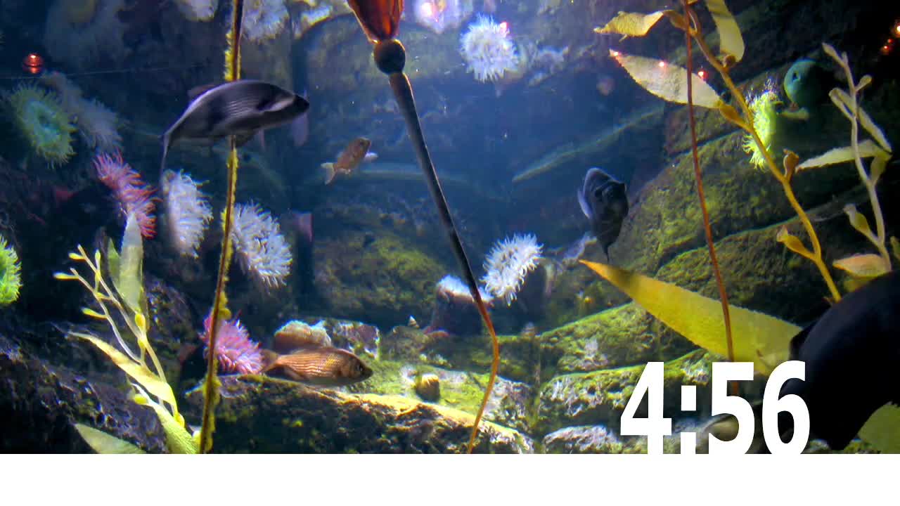 Fish Tank Countdown 1