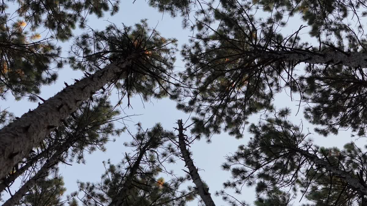 The Forest 2