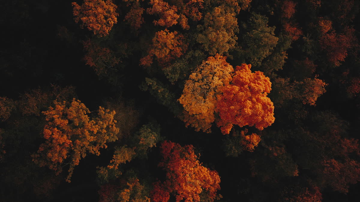 Autumn Foliage 5