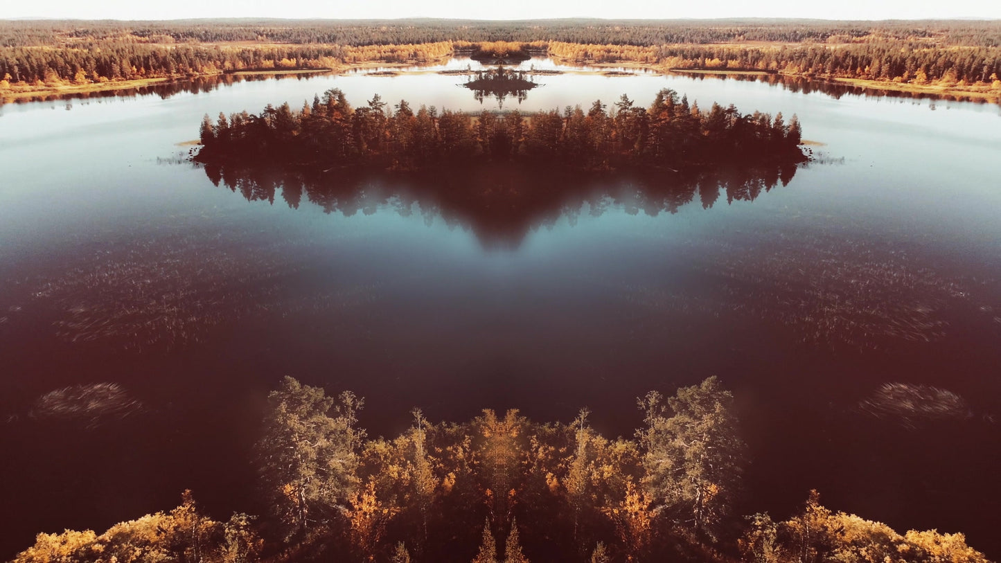 Soar Forest Alt