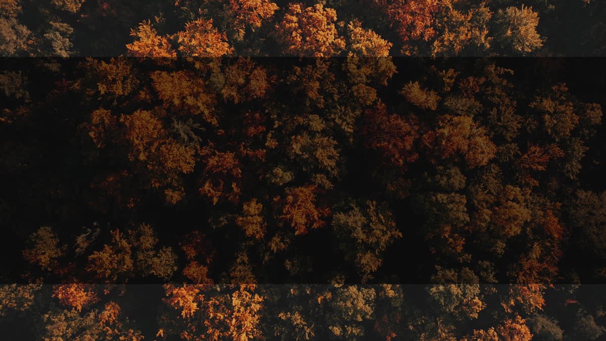 Autumn Foliage 8 Alt