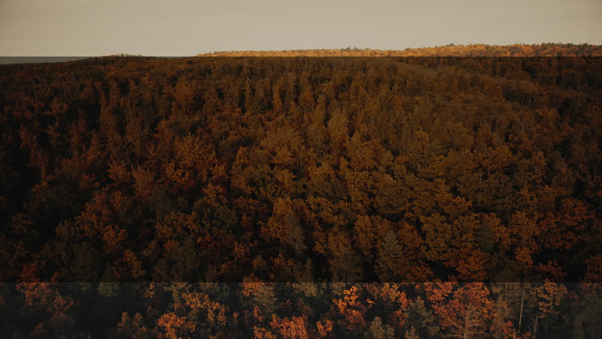 Autumn Foliage 2 Alt