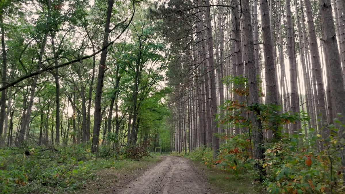 The Forest 6