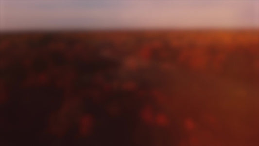 Thanksgiving Flight Forest Blur