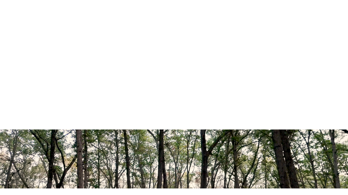 The Forest Lower Third 7 Transparency