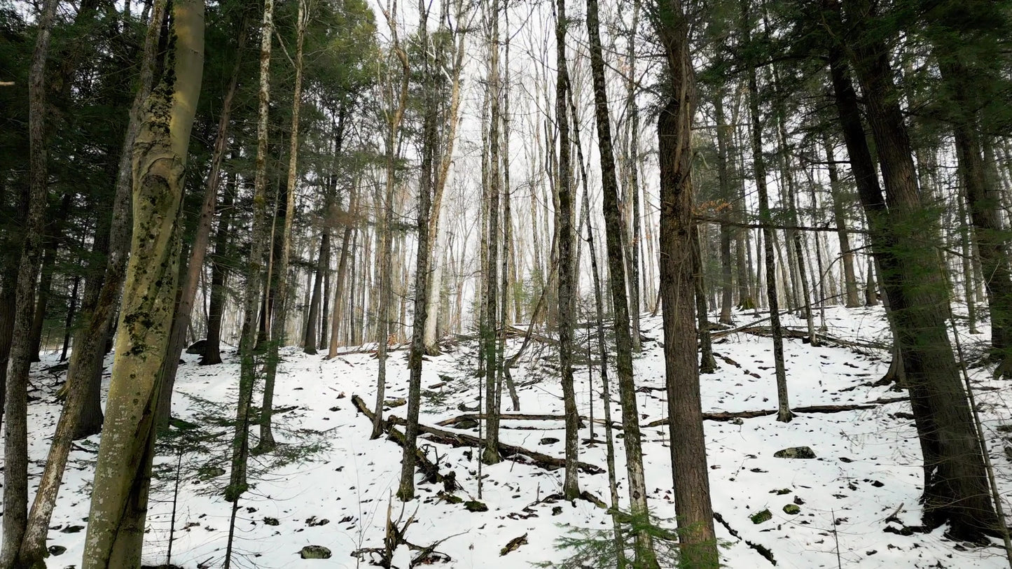 Winter Woods 06
