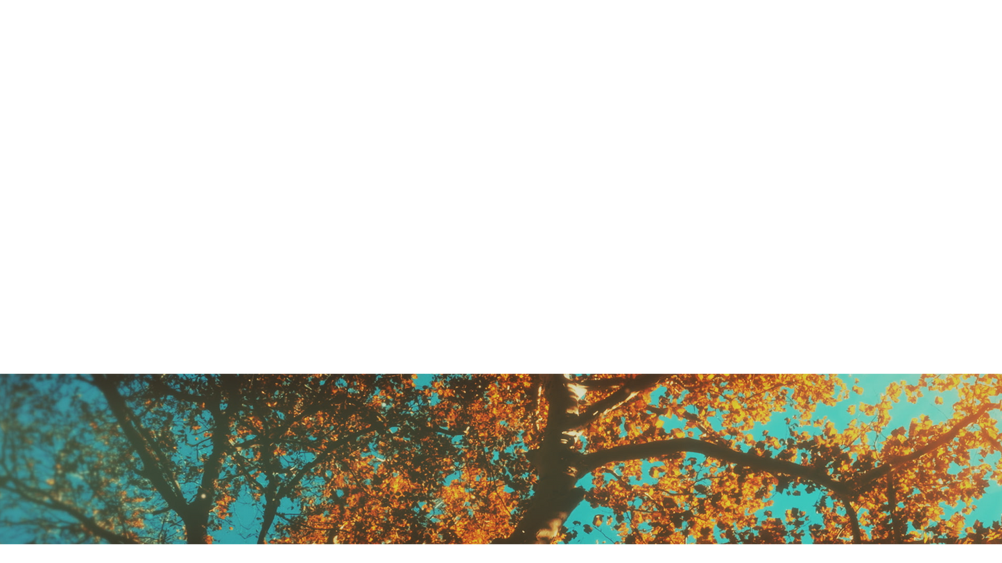 Autumn Canopies Lower Third 10