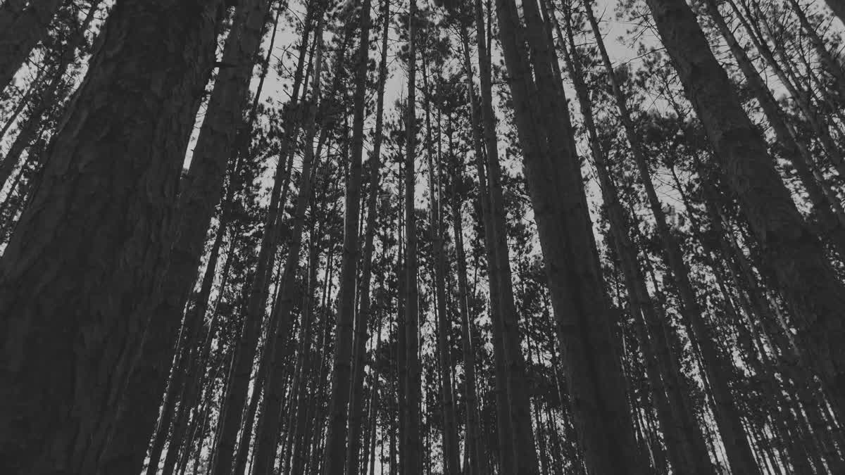 The Forest 5 BW