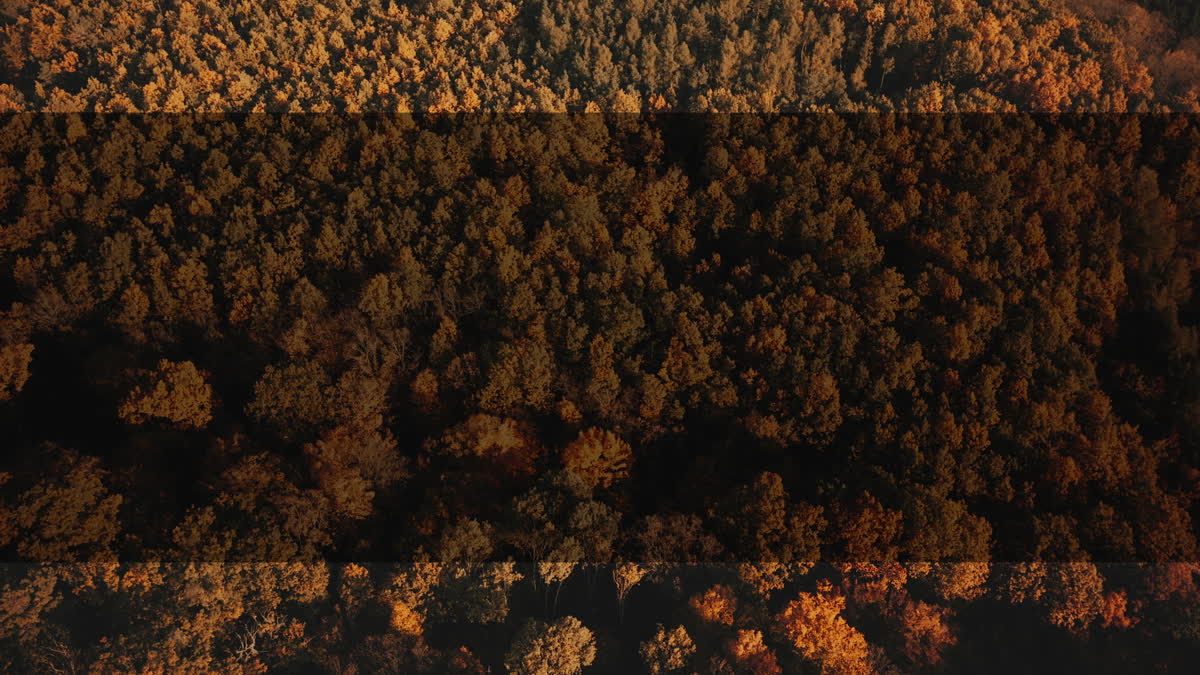 Autumn Foliage 7 Alt