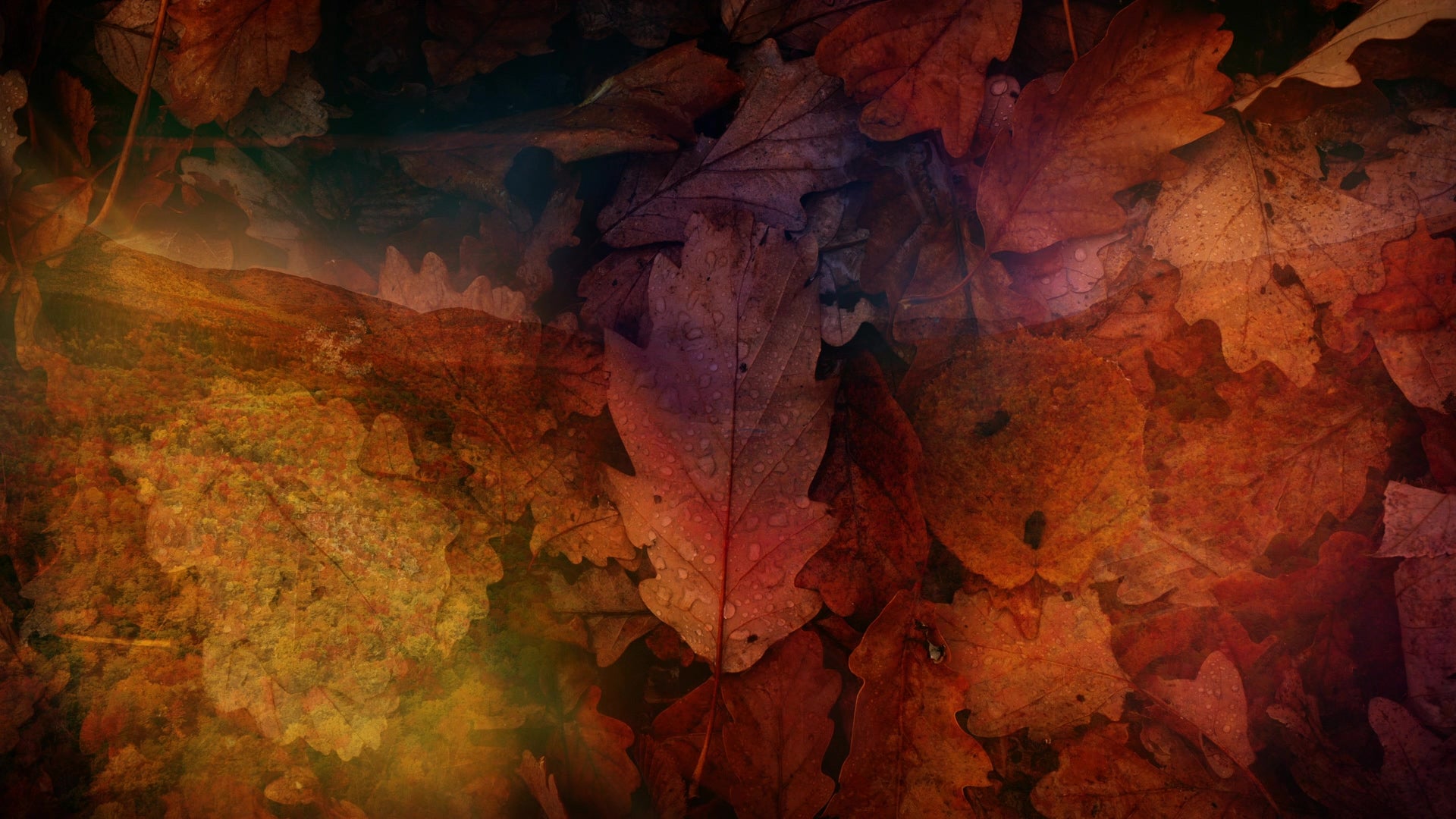 Fall Subtle Images Subtle Fall 03 | Still | β Shift Worship