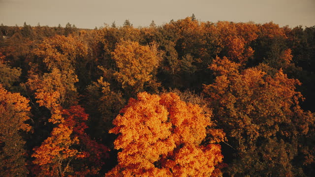 Autumn Foliage 10