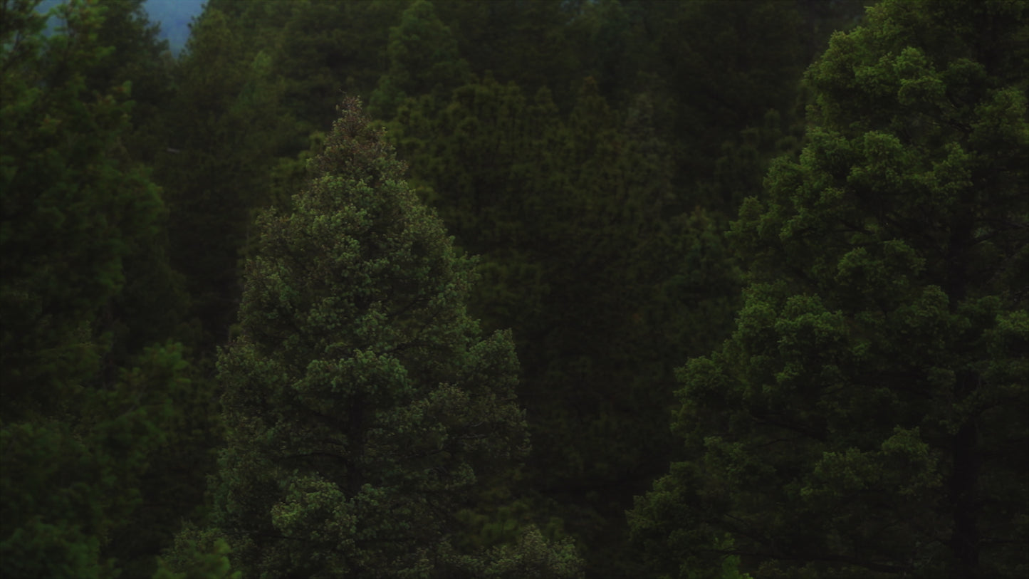Psalm 36 Forest