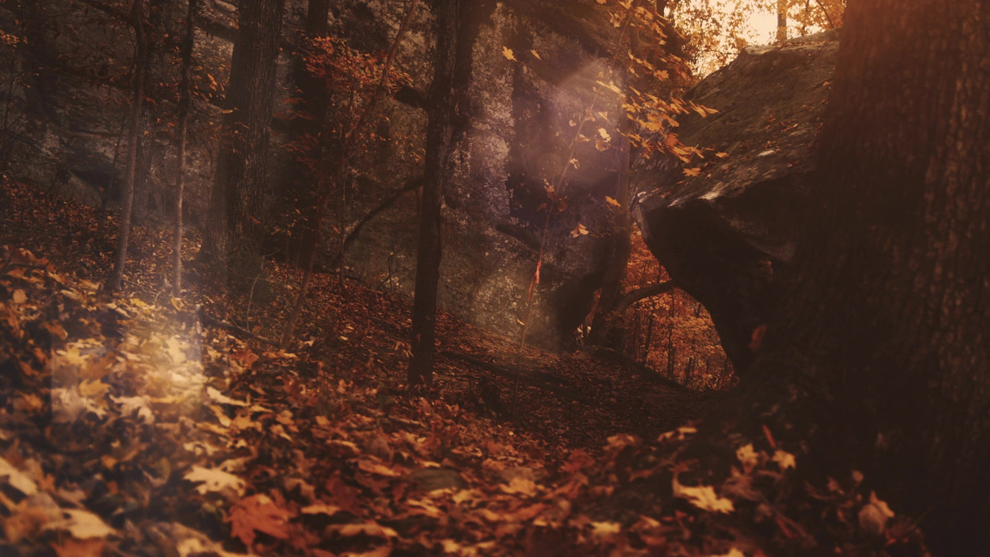 Autumn Dream Path