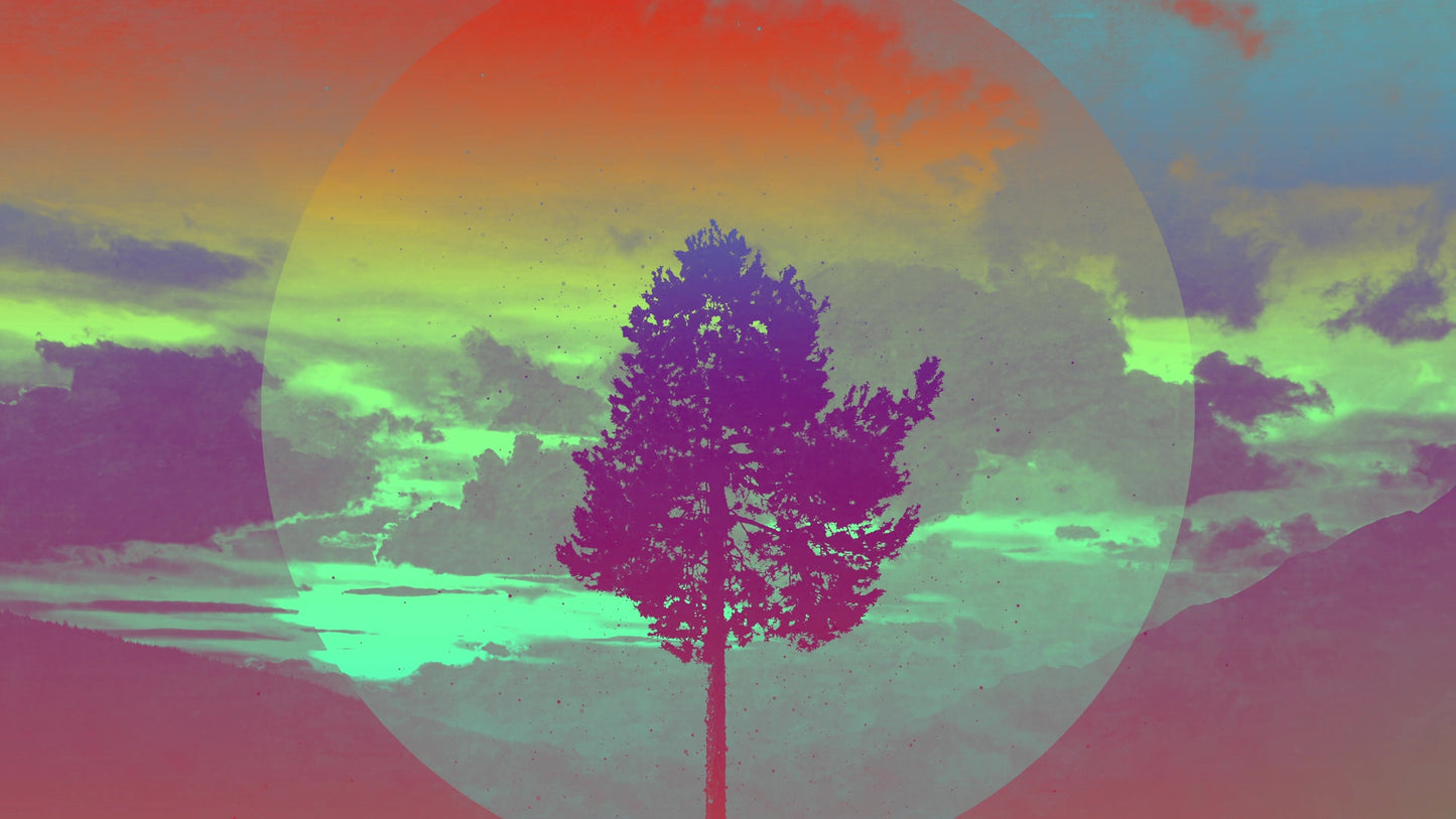 Lonely Tree Vista