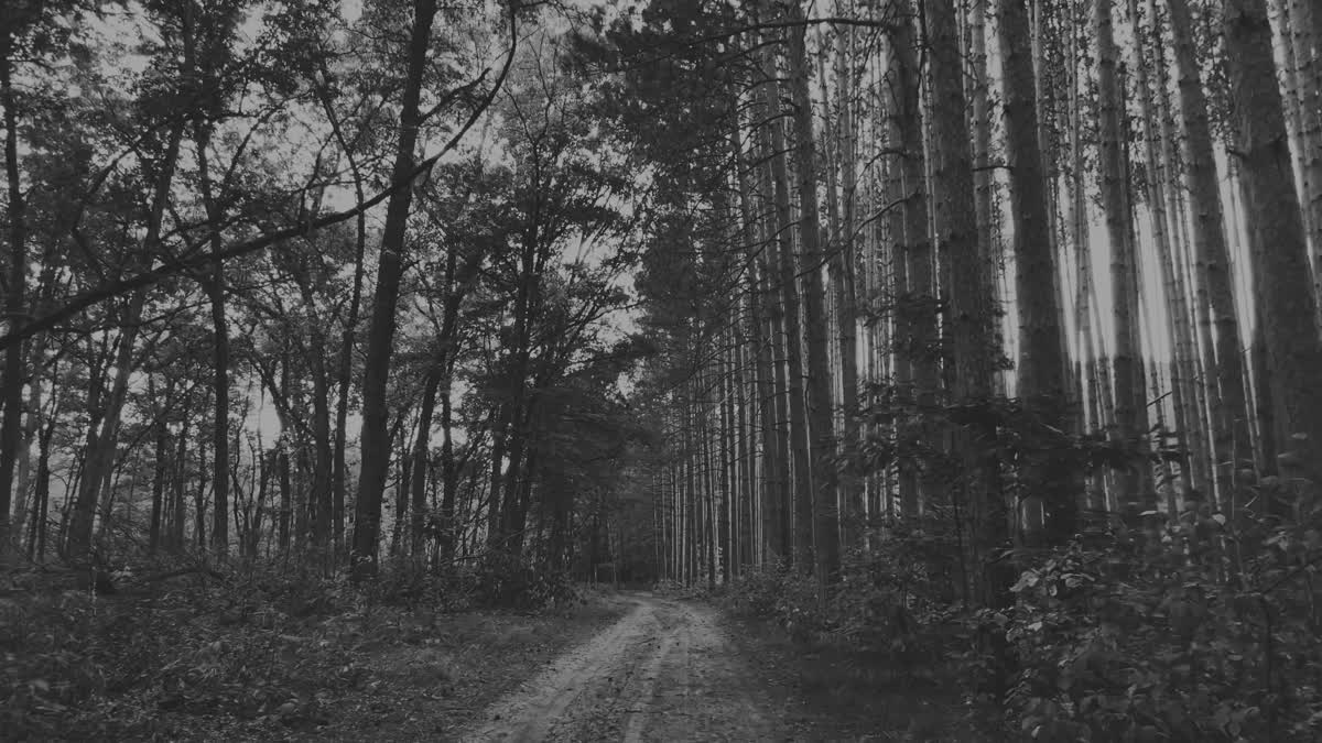 The Forest 6 BW